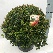 Ilex meserveae 'Mondo' (Magical Little Rascal) Bolvormige DwergHulst