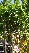 Syringa vulgaris 'Michel Buchner' Sering