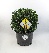 Ilex crenata 'Icoprins11' (Dark Green) Chinese Hulst, Buxusvervanger