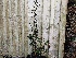 Pyracantha coccinea 'Red Column' Vuurdoorn
