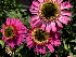 Echinacea 'Delicious Candy'® Zonnehoed