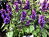 Agastache 'Blue Boa' ® Dropplant