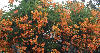Campsis grandiflora Trompetklimmer
