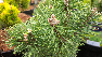 Pinus mugo 'Columbo' pinusden