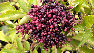Sambucus nigra 'Haschberg' Gewone Vlier, Vlierbes