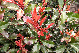 Photinia 'Kolmavoca' (Magical Volcano) Felrode Glansmispel