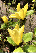 Magnolia 'Daphne' Beverboom, Valse Tulpenboom
