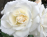 Rosa 'Korbin' (Schneewittchen) Witte Struikroos, trosroos