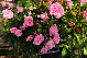 Rosa 'The Fairy' Roze Bodembedekkende Trosroos