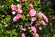 Rosa 'The Fairy' Roze Bodembedekkende Trosroos