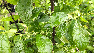 Ilex verticillata 'Jim Dandy' (Mannelijk) Mannelijke Beshulst