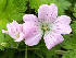Geranium 'Bremdream' (DREAMLAND) Ooievaarsbek