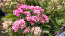 Sedum telephium 'Munstead Dark Red' Vetkruid- Hemelsleutel