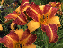 Hemerocallis 'Frans Hals' Daglelie
