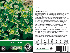 Mentha spicata Munt,groene