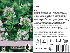 Thymus vulgaris Tijm