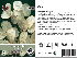 Lunaria annua Judaspenning