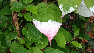 Actinidia kolomikta Sierkiwi