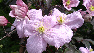 Clematis 'Mayleen' Bosrank