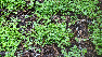 Soleirolia soleirolii Slaapkamergeluk