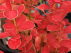 Berberis thunbergii 'Orange Ice' Zuurbes