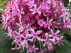 Clerodendrum bungei Kansenboom