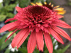 Echinacea 'Raspberry Truffle'  Gevulde Roze Zonnehoed