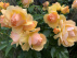 Rosa 'Hansestadt Rostock' (Stamroos) 