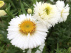 Aster novi-belgii 'White Ladies' Herfstaster
