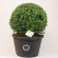 Ilex crenata 'Icoprins11' (Dark Green) Chinese Hulst, Buxusvervanger