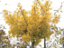 Ginkgo biloba 'Mariken' (Bolginkgo) Japanse Notenboom, Waaierboom, Eendepootboom