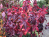 Liquidambar styraciflua 'Gum Ball' Amberboom