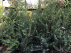 Ilex crenata 'Green Hedge' Chinese Hulst, Buxusvervanger