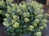 Skimmia japonica 'Finchy' Witgroene Skimmia