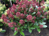 Skimmia japonica 'Rubella' Skimmia