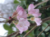 Prunus subhirtella 'Autumnalis Rosea' Sierkers, Najaarskers