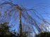 Betula pendula 'Youngii' Prieelberk