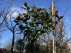 Magnolia grandiflora 'Galissonnière' Beverboom, Valse Tulpenboom