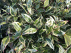 Leucothoe 'Rant01' (Firestar) Druifheide