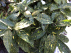Aucuba japonica 'Variegata' Japanse broodboom