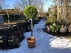 Cupressocyparis leylandii 'Gold Rider' Gesnoeide Leylandii