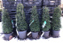 Ilex crenata 'Stokes'  Chinese hulst