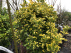 Euonymus japonicus 'Aureomarginatus' Kardinaalshoed