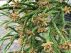 Cryptomeria japonica 'Rasen' 