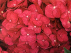 Hydrangea macrophylla 'Summer Love' RED Endless Summer® 