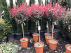 Photinia fraseri 'Robusta Compacta' Glansmispel