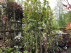 Prunus serrulata 'Amanogawa' Japanse sierkers, Zuilprunus