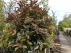 Photinia fraseri 'Red Robin' Glansmispel