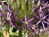 Allium christophii (syn. Allium albopilosum) Sterrenlook
