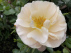 Rosa 'Pas de Deux Courtyard' Klimroos